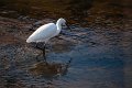 Aigrette_au_Betey-1