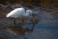 Aigrette_au_Betey-3