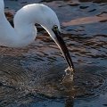 Aigrette_au_Betey-4