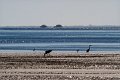 Herons-devant-Les-Cabanes