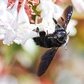 2008-09-23-Abeille-Charpentiere-35b