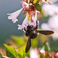 2011-09-12-Abeille-Charpentiere-8